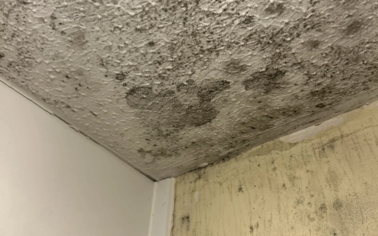 Repeated mould complaint traced to ventilation failure